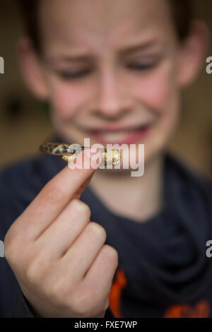 Bildung von essbaren Insekten an einer Grundschule in den Niederlanden Stockfoto