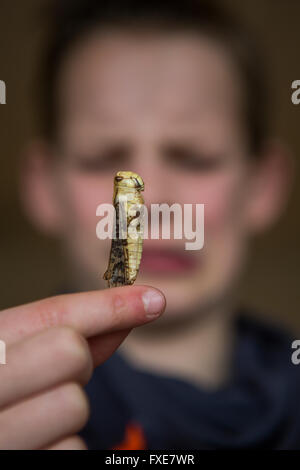 Bildung von essbaren Insekten an einer Grundschule in den Niederlanden Stockfoto