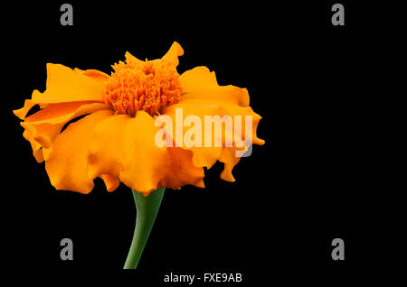 Ringelblume auf schwarz Stockfoto