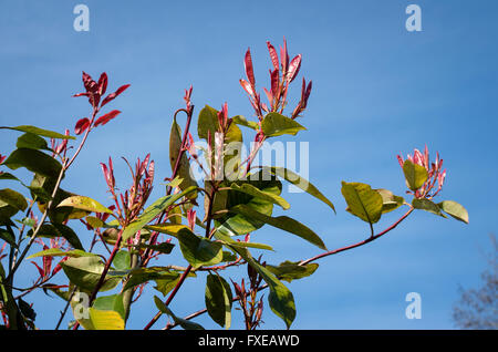 Junge rote Blätter wachsen auf PHOTINIA Fraseri Red Robin im April Stockfoto