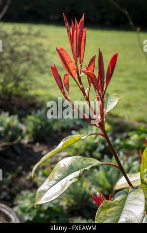 Junge Blätter auf Photinia Fraseri Red Robin Stockfoto