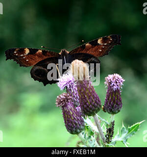 Pfau-Schmetterling (Aglais Io) auf Distel von unten. Attraktive Insekt mit Sonnenschein durchschimmern Flügel gezeigt Stockfoto