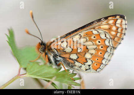 Marsh Fritillary (Etikett Aurinia). Vom Aussterben bedrohte Schmetterling in der Familie Nymphalidae, im Ruhezustand zeigt wunderschön Muster Stockfoto