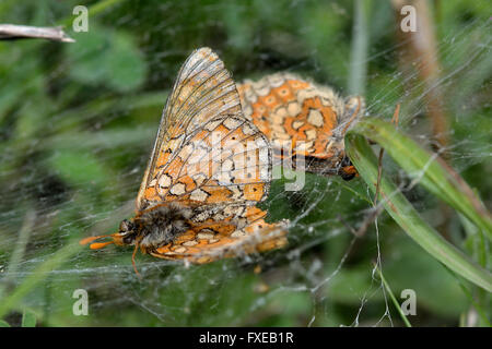 Marsh Fritillaria (Etikett Aurinia) im Netz der Spinne. Gefährdete Schmetterlinge in der Familie Nymphalidae, tot Stockfoto