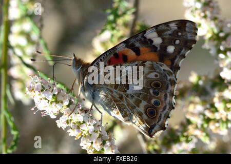 Distelfalter (Vanessa Cardui). Schmetterling in der Familie Nymphalidae Nectaring gefleckte Sonnenlicht, mit Rüssel Stockfoto