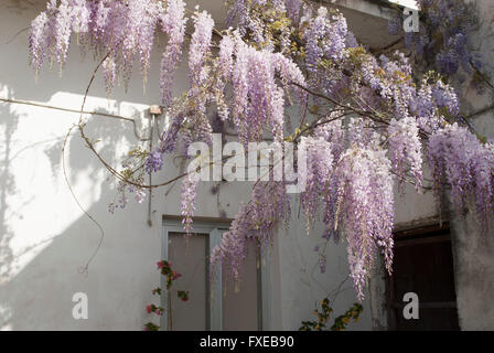 Glyzinien-Anlage in einem alten Hof mit anderen Blumen Stockfoto