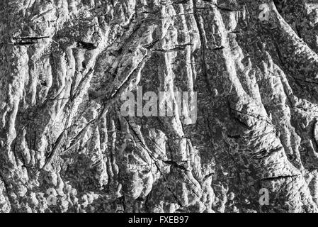 Nahaufnahme, die die Struktur des Stammes eines alten Baobab-Baumes zeigt. Schwarz-weiß. Stockfoto