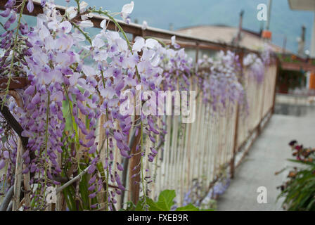 Glyzinien-Anlage in einem alten Hof mit anderen Blumen Stockfoto