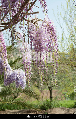 Glyzinien-Anlage in einem alten Hof mit anderen Blumen Stockfoto