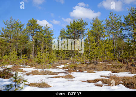 Sonniger Tag im Kiefernwald am Feuchtgebiet. Stockfoto