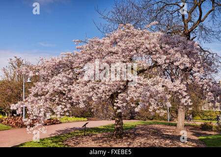 Yoshino Kirschenbaum, Prunus X yedoensis, in voller Blüte im Royal Botanic Gardens, Edinburgh, Scotland, UK Stockfoto
