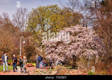 Yoshino Kirschenbaum, Prunus X yedoensis, in voller Blüte im Royal Botanic Gardens, Edinburgh, Scotland, UK Stockfoto