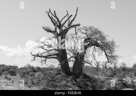 Große Baobab Baum wächst durch afrikanische Savanne umgeben. Schwarz und Weiß. Stockfoto