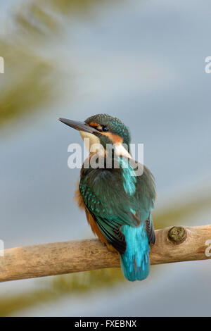 Eisvogel / Eisvogel (Alcedo Atthis) zeigt seine hübschen blauen Gefieder, rückblickend auf seine Schulter, Rückseite Blick. Stockfoto