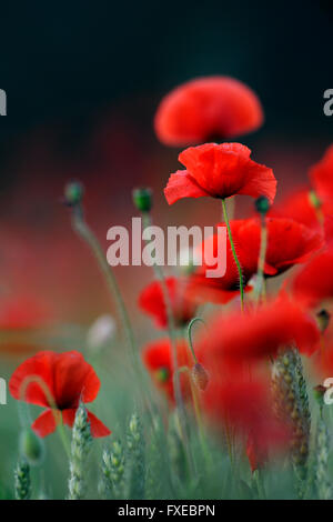 Leuchtend rot gefärbten wilden Mohn / Klatschmohn (Papaver Rhoeas) wächst in einem Maisfeld. Stockfoto