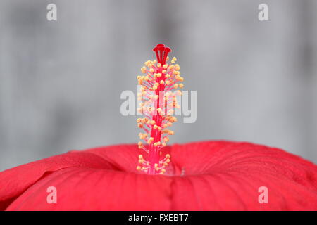 Makro-Bild von Hibiscus Moscheutos oder bekannt als Mitternacht Marvel Hardy Hibiscus stamen Stockfoto