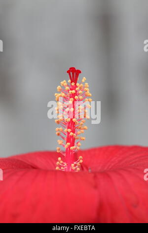 Makro-Bild von Hibiscus Moscheutos oder bekannt als Mitternacht Marvel Hardy Hibiscus stamen Stockfoto