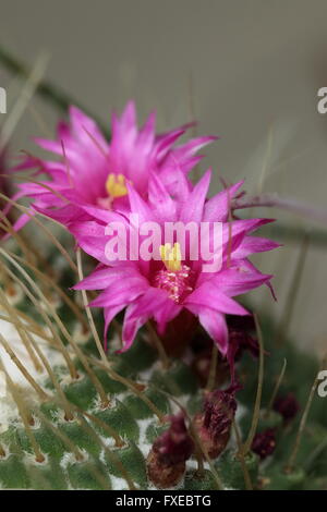 Nahaufnahme Bild blühende Blume rot geleitet Ire oder Mammillaria La Kaktus Stockfoto