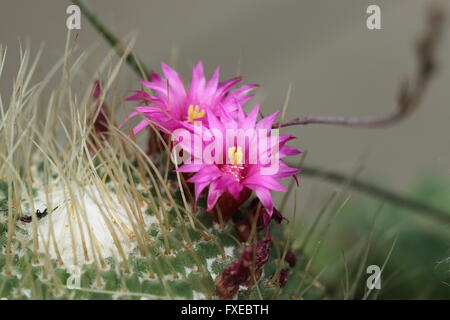 Nahaufnahme Bild blühende Blume rot geleitet Ire oder Mammillaria La Kaktus Stockfoto