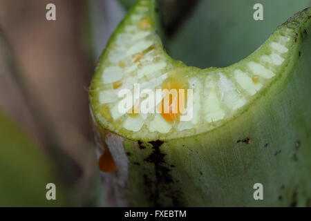 Schließen Sie herauf Bild der frisch geschnittenen Ensete Ventricosum, abessinische Banane Blattstiel mit Sap tropft Stockfoto