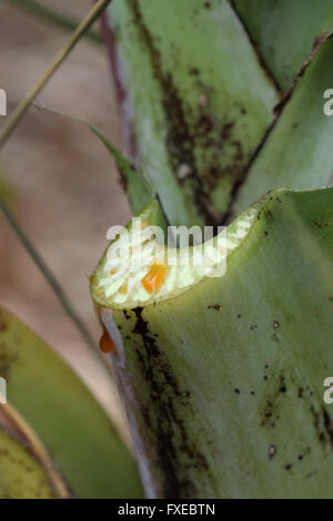 Schließen Sie herauf Bild der frisch geschnittenen Ensete Ventricosum, abessinische Banane Blattstiel mit Sap tropft Stockfoto