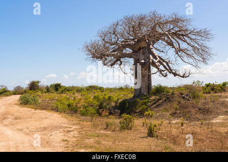 Große Baobab Baum durch die afrikanische Savanne mit Dirt Track umgeben Neben Stockfoto