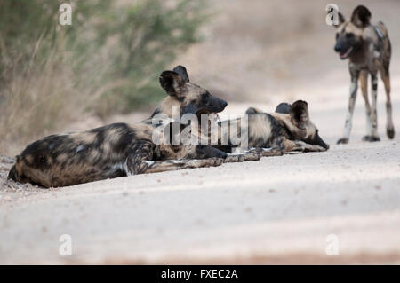 Afrikanischer Wildhund (LYKAON Pictus) Pack liegen auf einer Straße in Krüger Nationalpark, Südafrika Stockfoto