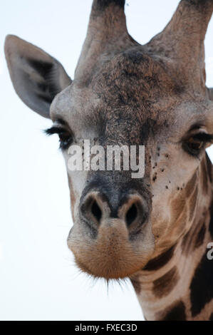 Nahaufnahme einer South African Giraffe (Giraffa Plancius) im Krüger Nationalpark, Südafrika Stockfoto