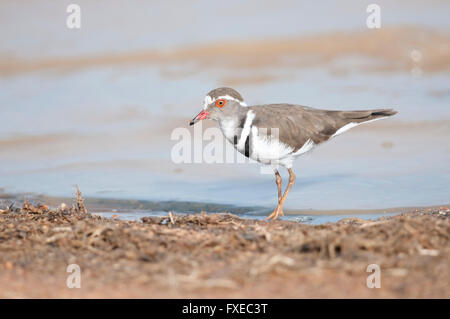 Drei-banded Regenpfeifer (Charadrius Tricollaris) am Rande der ein Wasserloch im Krüger Nationalpark, Südafrika Stockfoto