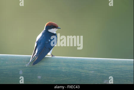 Draht-angebundene Schwalbe (Hirundo Smithii) im Krüger Nationalpark, Südafrika Stockfoto