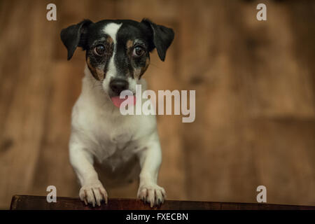 Daisy jack Russel terrier Stockfoto