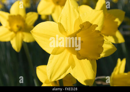 Narzissen in Frühlingssonne nach Dusche Regen, Edinburgh, Scotland, UK Stockfoto