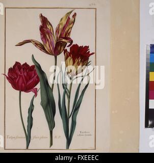 Cod. Min. 53, Bd. 10, fol. 486r: Florilegium des Erweiterungsset Eugen von Savoyen: Tulpen Stockfoto