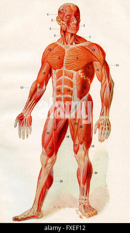 Muskulatur des menschlichen Körpers. Stockfoto