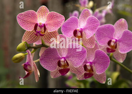 Sri Lanka, Kandy, Peradeniya königlichen botanischen Gärten, Orchid House, tropische Orchidee in Blüte Stockfoto