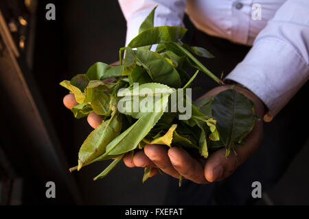 Sri Lanka, Nuwara Eliya, Highland Teefabrik, Mannes Hände halten frisch gepflückt Teeblätter Stockfoto