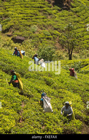 Sri Lanka, Nuwara Eliya, Mackwoods Labookellie Highland Estate Frauen Tee Teepflückerinnen bei der Arbeit Stockfoto