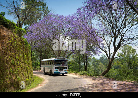 Sri Lanka, Hochland, Ella, Privatbus fahren unter blühenden Jacaranda-Baum Stockfoto