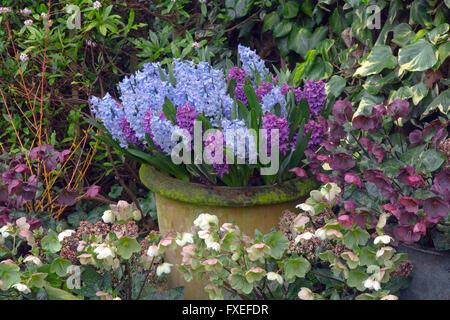 Gemischte Hyazinthen in Töpfe mit Helleborus gegen ein Efeu bedeckt Wand Frühjahr Norfolk Stockfoto