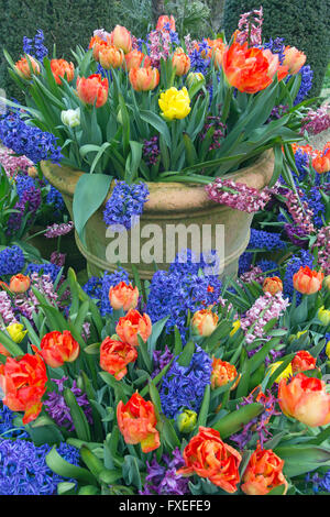 Gemischte Hyazinths und Tulpen in Terracotta-Töpfen Frühling Stockfoto