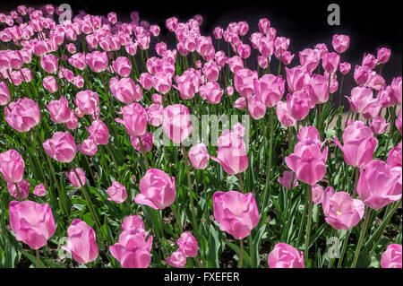 Rosa Tulpen im Sonnenlicht Stockfoto