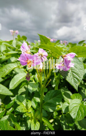 Blühende Kartoffelpflanzen (Solanum Tuberosum) in der Nähe von Snape, Suffolk, England, UK Stockfoto