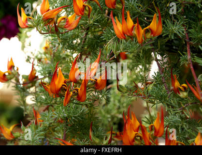 Lotus Barthelotii, Papagei den Schnabel, der Pelikan Schnabel, beständiges ornamentalen Kraut mit roten Schnabel schlank Flugblätter, orange Blüten Stockfoto