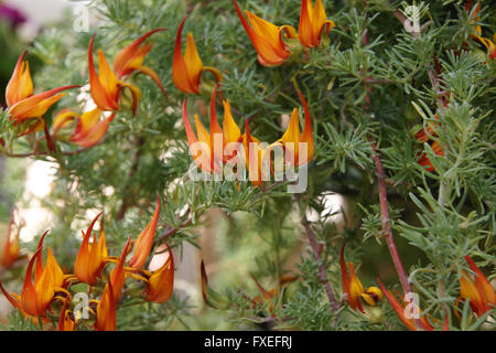 Lotus Barthelotii, Papagei den Schnabel, der Pelikan Schnabel, beständiges ornamentalen Kraut mit roten Schnabel schlank Flugblätter, orange Blüten Stockfoto