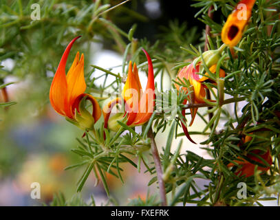 Lotus Barthelotii, Papagei den Schnabel, der Pelikan Schnabel, beständiges ornamentalen Kraut mit roten Schnabel schlank Flugblätter, orange Blüten Stockfoto