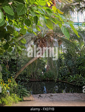 tropische Vegetation in Serres d ' Auteuil Paris Stockfoto