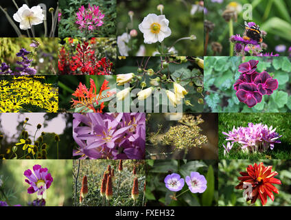 Floral Collage aus verschiedenen Fotos von bunt blühenden Pflanzen und Blumen im Herbst Saison, Dorset, England, Großbritannien, UK. Stockfoto