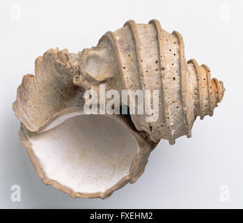 Meeresschnecke (Ecphora Quadricostata), Lippen und Innere des versteinerten Muschel Stockfoto