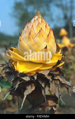 China, Yunnan, Xishuangbanna, Jinghong, tropische Blume & Pflanze Garten, Musella Lasiocarpa, Musella Flowerhead. Stockfoto