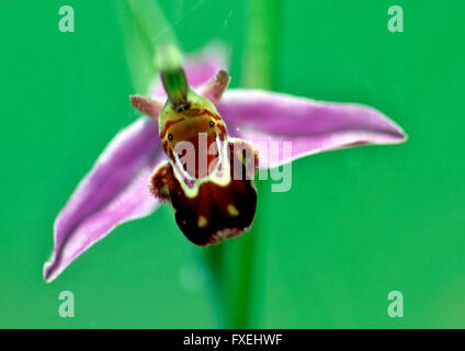 Biene Orchidee (Ophrys Apifera) Close up Studie Stockfoto
